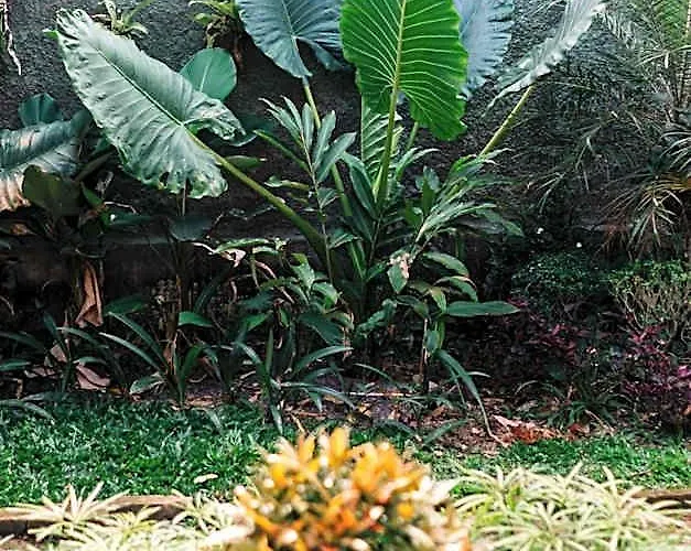 Rahayu
